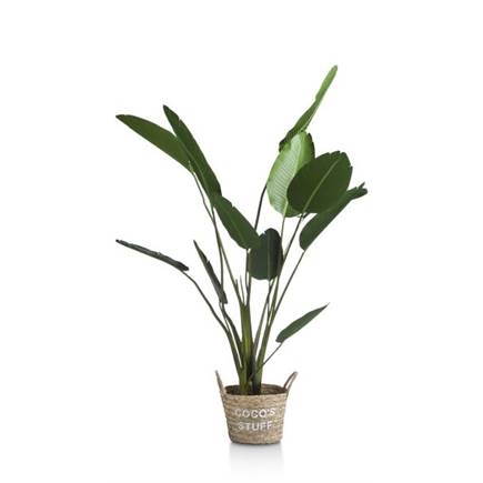 Coco Maison Strelitzia Nicolai H150cm